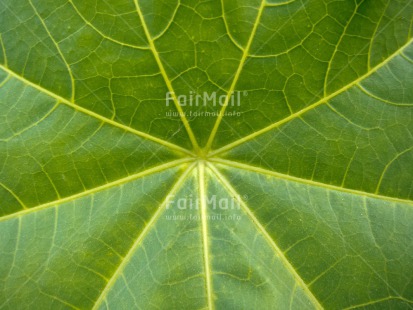 Fair Trade Photo Closeup, Colour image, Green, Horizontal, Leaf, Nature, Peru, Plant, South America