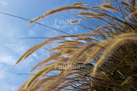 Fair Trade Photo Agriculture, Colour image, Day, Harvest, Horizontal, Nature, Outdoor, Peru, Sky, South America, Summer, Wheat