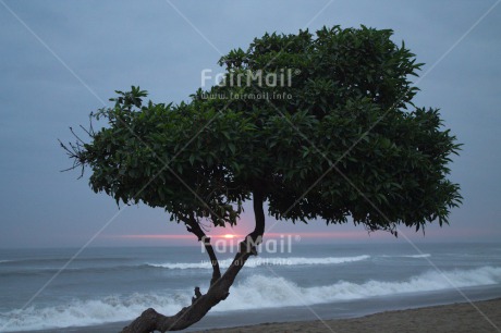 Fair Trade Photo Beach, Colour image, Horizontal, Nature, Peru, Scenic, Sea, South America, Sunset, Tree