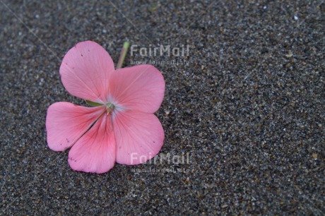 Fair Trade Photo Beach, Closeup, Colour image, Flower, Peru, Pink, Sand, South America
