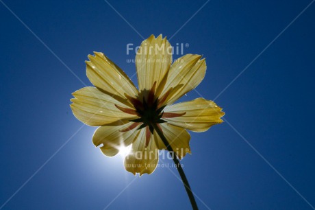 Fair Trade Photo Closeup, Colour image, Day, Flower, Mothers day, Outdoor, Peru, Sky, South America, Summer, Yellow