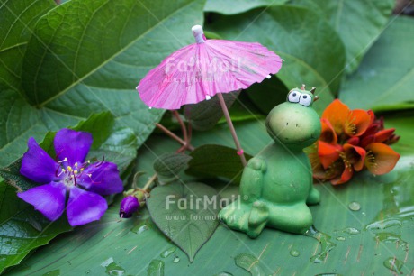 Fair Trade Photo Activity, Animals, Closeup, Colour image, Cute, Day, Flower, Frog, Funny, Green, Leaf, Love, Outdoor, Peru, Relaxing, South America, Umbrella, Valentines day, Waterdrop