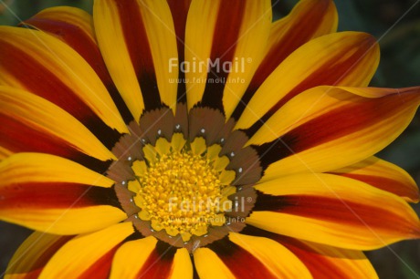 Fair Trade Photo Closeup, Flower, Horizontal, Peru, South America, Yellow