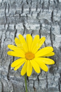 Fair Trade Photo Closeup, Flower, Mothers day, Peru, South America, Tree, Vertical, Wood, Yellow