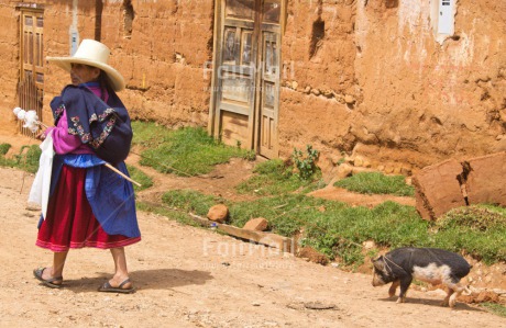 Fair Trade Photo Activity, Agriculture, Animals, Colour image, Day, Ethnic-folklore, Funny, Hat, Horizontal, Latin, One woman, Outdoor, People, Peru, Pig, Rural, Sombrero, South America, Walking, Wool