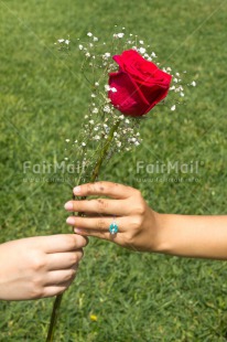 Fair Trade Photo Activity, Colour image, Giving, Hand, Love, Marriage, Peru, Red, Ring, Rose, South America, Valentines day, Vertical, Wedding