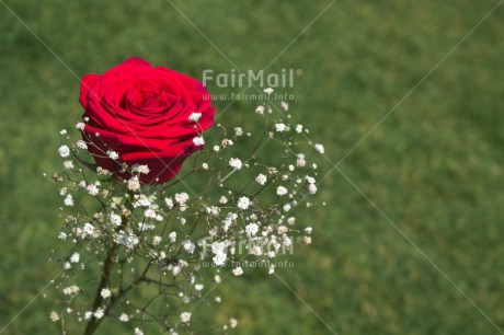 Fair Trade Photo Colour image, Flower, Horizontal, Love, Marriage, Peru, Red, Rose, South America, Valentines day, Wedding