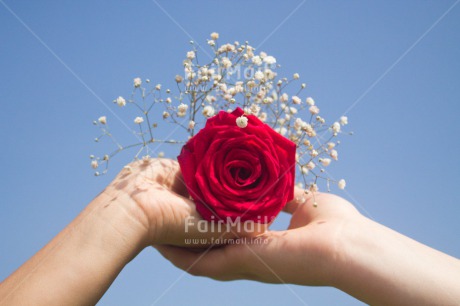 Fair Trade Photo Activity, Colour image, Flower, Giving, Hand, Horizontal, Love, Marriage, Peru, Red, Rose, South America, Together, Valentines day, Wedding