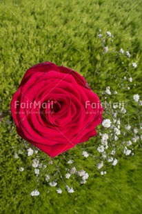 Fair Trade Photo Closeup, Colour image, Green, Love, Mothers day, Peru, Red, Rose, South America, Valentines day, Vertical