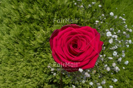 Fair Trade Photo Closeup, Colour image, Green, Horizontal, Love, Mothers day, Peru, Red, Rose, South America, Valentines day