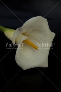 Fair Trade Photo Closeup, Colour image, Condolence-Sympathy, Flower, Horizontal, Peru, Shooting style, South America, Studio, White