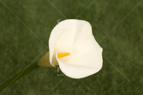 Fair Trade Photo Closeup, Colour image, Condolence-Sympathy, Flower, Horizontal, Peru, Shooting style, South America, White