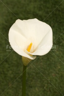 Fair Trade Photo Closeup, Colour image, Condolence-Sympathy, Flower, Peru, Shooting style, South America, Vertical, White