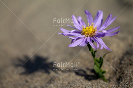 Fair Trade Photo Colour image, Drought, Flower, Horizontal, Peru, South America, Sustainability, Values, Water