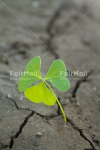 Fair Trade Photo Agriculture, Colour image, Drought, Good luck, Growth, Nature, Peru, Plant, South America, Sustainability, Trefoil, Values, Vertical, Water