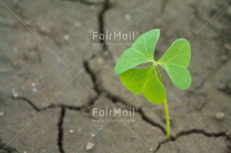 Fair Trade Photo Agriculture, Colour image, Drought, Good luck, Growth, Horizontal, Nature, Peru, Plant, South America, Sustainability, Trefoil, Values, Water