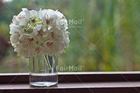 Fair Trade Photo Colour image, Flower, Horizontal, Mothers day, Vase, White