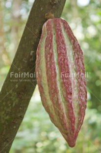 Fair Trade Photo Agriculture, Cacao, Chocolate, Colour image, Fair trade, Food and alimentation, Peru, South America, Vertical