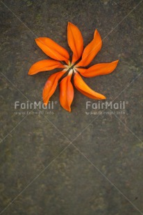 Fair Trade Photo Colour image, Flower, Peru, South America, Vertical