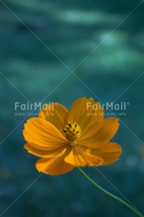 Fair Trade Photo Closeup, Colour image, Flower, Mothers day, Peru, Shooting style, South America, Vertical, Yellow