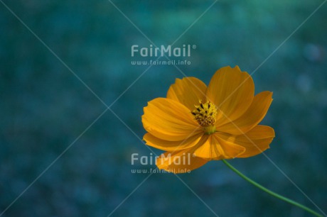 Fair Trade Photo Closeup, Colour image, Flower, Horizontal, Mothers day, Shooting style, Yellow