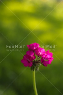 Fair Trade Photo Closeup, Colour image, Flower, Mothers day, Peru, Pink, Shooting style, South America, Vertical