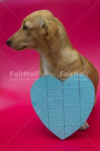 Fair Trade Photo Animals, Colour image, Cute, Dog, Friendship, Heart, Love, Mothers day, Peru, South America, Valentines day, Vertical