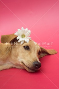 Fair Trade Photo Animals, Colour image, Cute, Dog, Flower, Love, Mothers day, Peru, Sorry, South America, Valentines day, Vertical