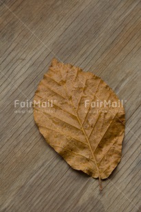 Fair Trade Photo Autumn, Colour image, Condolence-Sympathy, Leaf, Peru, Seasons, South America, Vertical