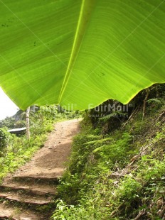 Fair Trade Photo Colour image, Day, Green, Leaf, Nature, Outdoor, Perspective, Peru, Plant, Rural, Scenic, South America, Street, Travel, Vertical