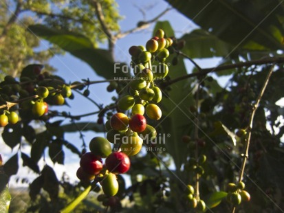Fair Trade Photo Agriculture, Closeup, Coffee, Colour image, Day, Food and alimentation, Fruits, Horizontal, Outdoor, Peru, South America, Tree