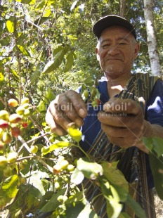Fair Trade Photo Activity, Agriculture, Coffee, Colour image, Day, Farmer, Food and alimentation, Harvest, Looking away, One man, Outdoor, People, Peru, Portrait halfbody, Rural, South America, Tree, Vertical, Working
