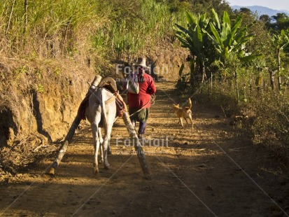 Fair Trade Photo Activity, Agriculture, Animals, Colour image, Dog, Donkey, Horizontal, One woman, People, Peru, Rural, South America, Walking