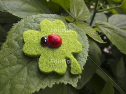Fair Trade Photo Animals, Closeup, Colour image, Day, Exams, Good luck, Green, Horizontal, Insect, Ladybug, Leaf, Nature, Outdoor, Peru, Red, South America, Tree