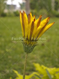 Fair Trade Photo Colour image, Day, Flower, Focus on foreground, Garden, Green, Outdoor, Peru, South America, Vertical, Yellow
