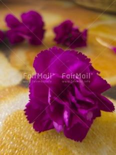 Fair Trade Photo Colour image, Flower, Focus on foreground, Indoor, Peru, Pink, South America, Tabletop, Vertical
