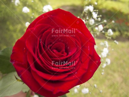 Fair Trade Photo Colour image, Day, Flower, Focus on foreground, Garden, Horizontal, Love, Marriage, Outdoor, Peru, Red, Rose, South America, Valentines day