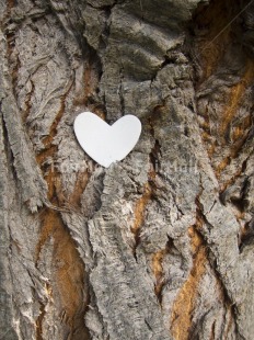 Fair Trade Photo Colour image, Day, Heart, Love, Marriage, Outdoor, Peru, South America, Tree, Valentines day, Vertical, White