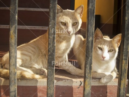 Fair Trade Photo Activity, Animals, Cat, Colour image, Day, Horizontal, House, Indoor, Looking at camera, Peru, South America, Together, Two cats