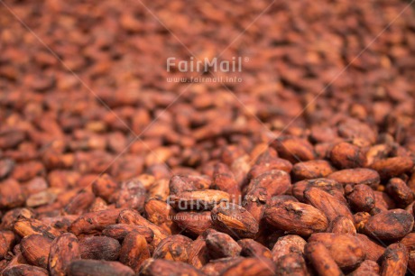 Fair Trade Photo Brown, Cocoa, Colour image, Horizontal, Nature, Peru, Seed, South America, Tarapoto travel