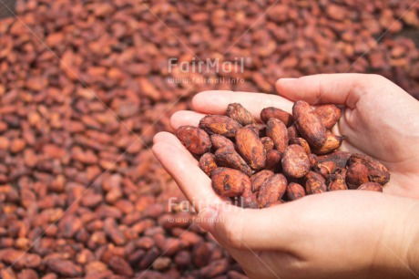 Fair Trade Photo Brown, Cocoa, Colour image, Hand, Horizontal, Nature, Peru, Seed, South America, Tarapoto travel