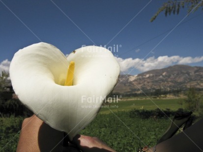Fair Trade Photo Colour image, Day, Flower, Get well soon, Horizontal, Mountain, Nature, Outdoor, Peru, Rural, Scenic, South America, White