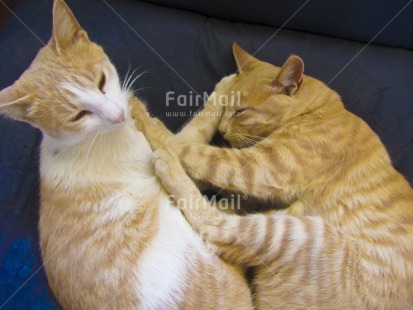 Fair Trade Photo Activity, Animals, Cat, Colour image, Cute, Day, Friendship, Horizontal, Indoor, Love, Peru, Playing, South America, Together, Two cats