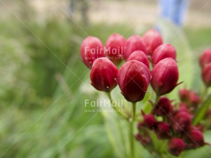Fair Trade Photo Colour image, Flower, Focus on foreground, Green, Horizontal, Nature, Peru, Red, South America