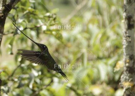 Fair Trade Photo Activity, Animals, Bird, Colour image, Day, Environment, Flying, Food and alimentation, Forest, Horizontal, Hummingbird, Outdoor, Peru, South America, Spirituality, Sustainability, Tree, Values
