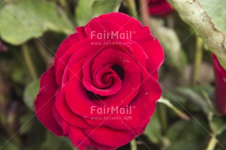 Fair Trade Photo Closeup, Colour image, Day, Flower, Garden, Horizontal, Love, Marriage, Outdoor, Peru, Red, Rose, South America