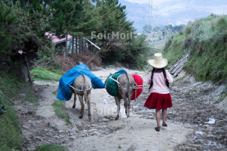 Fair Trade Photo Activity, Agriculture, Animals, Care, Child labour, Clothing, Day, Donkey, Ethnic-folklore, Horizontal, Mountain, One girl, Outdoor, People, Portrait fullbody, Rural, Sombrero, Traditional clothing, Walking