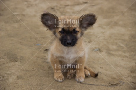 Fair Trade Photo Animals, Closeup, Colour image, Cute, Dog, Peru, Puppy, South America