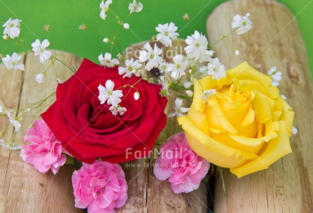Fair Trade Photo Closeup, Colour image, Flower, Love, Mothers day, Peru, Rose, South America, Studio, Thank you, Valentines day, Wood