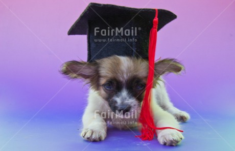 Fair Trade Photo Animals, Closeup, Colour image, Cute, Dog, Exams, Funny, Graduation, Hat, Peru, Puppy, South America, Studio